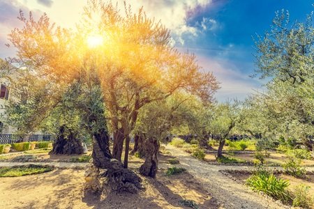 Gethsemane Lk 22 39 46 Lebendige Hoffnung